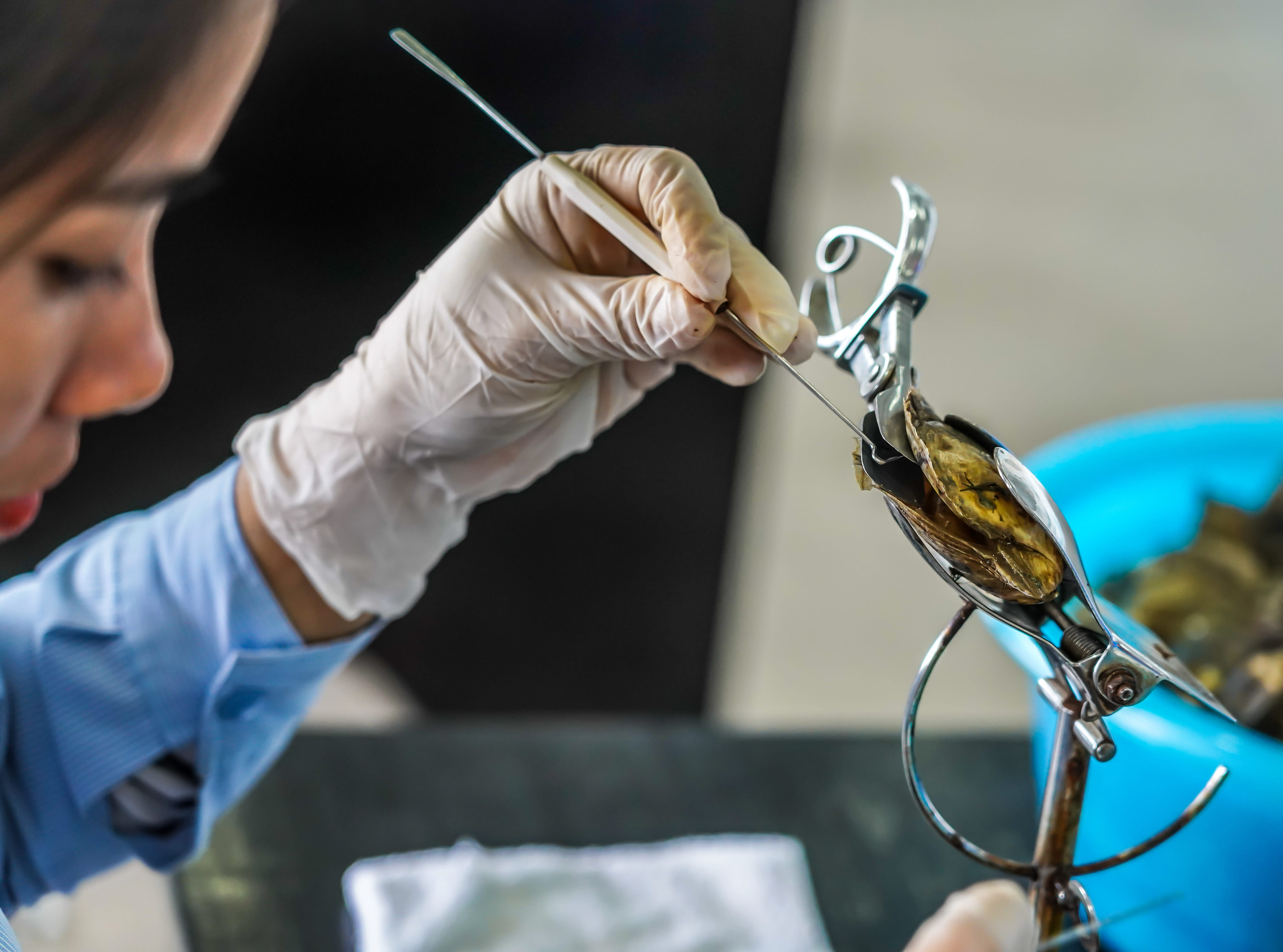 care-e-diferenta-intre-perlele-naturale-si-cele-de-cultura-articol-blog-exemplu-recoltare-perle